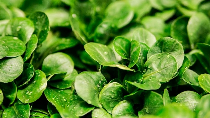 Nunhems continúa innovando en lechuga para acercarse al consumidor