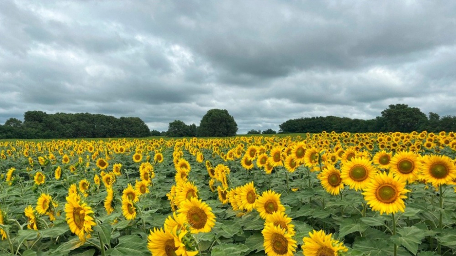 El girasol gana terreno: mejores precios, más tecnología y una campaña que impulsa nuevas expectativas