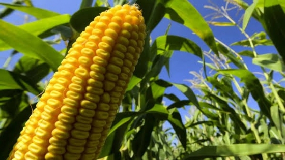 La fuerte demanda externa sostiene el precio del maíz argentino pese al avance de la cosecha