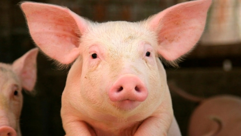 Siguiendo el camino europeo: cómo producen carne porcina las dos empresas líderes del sector