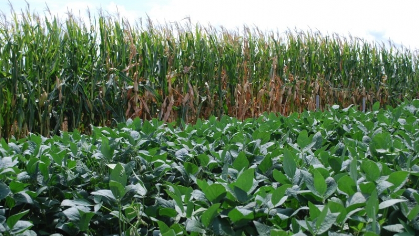 INTA revela cómo los cultivos de cobertura impulsan la agricultura