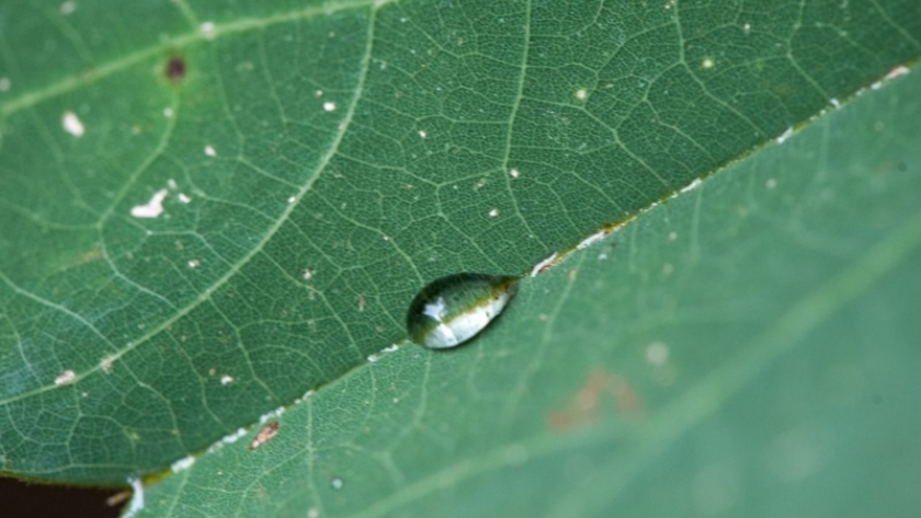 Construyen la primera base de datos sobre la transpiración de las plantas