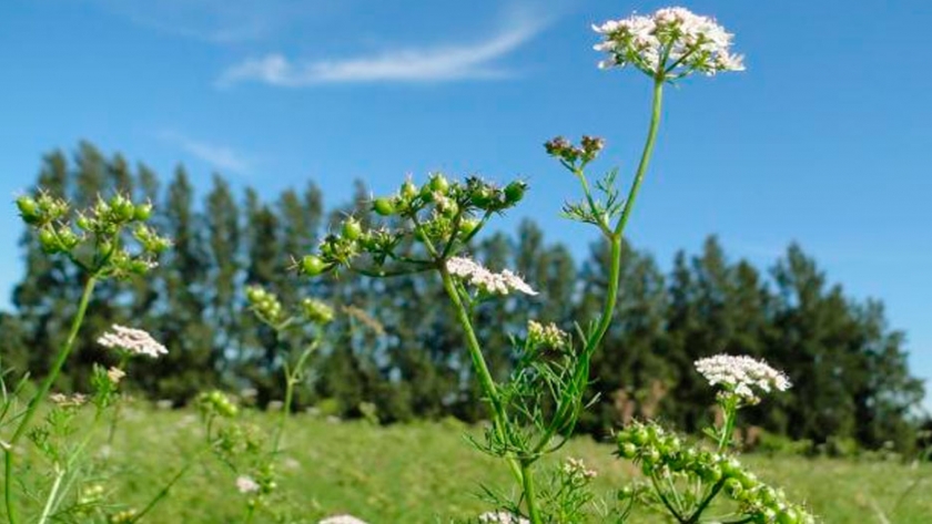 Obtienen la segunda variedad nacional de coriandro