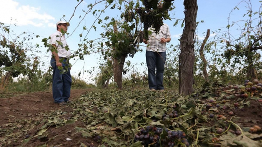 Seguro Agrícola: el 16 de noviembre vence el plazo para abonar la tercera y cuarta cuota