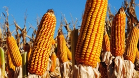 Prevén una baja de 2% de la producción de maíz en áreas de Bolsa Cereales bahiense
