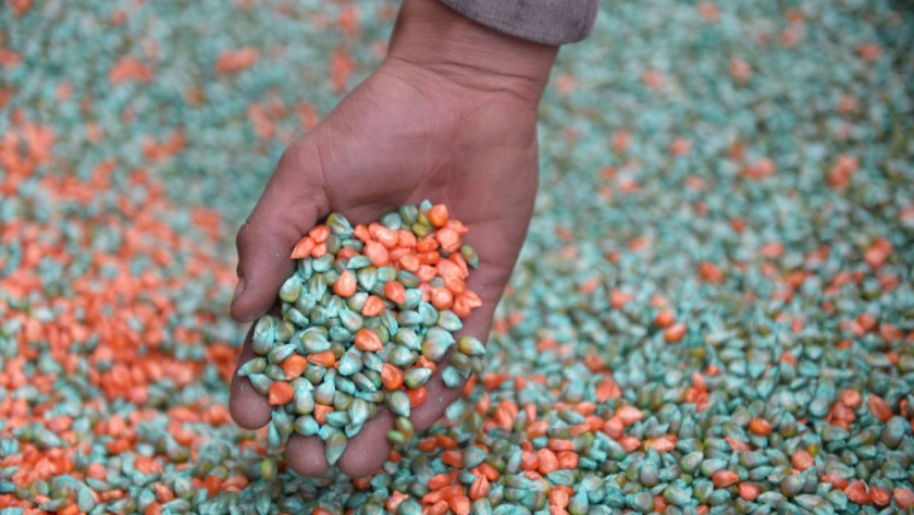 Se habilitó la inscripción de pequeños y medianos productores de trigo y maíz al 