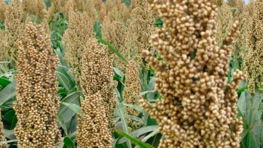 El sorgo rompe las calculadoras: Las declaraciones de exportación se multiplicaron 40 veces este año
