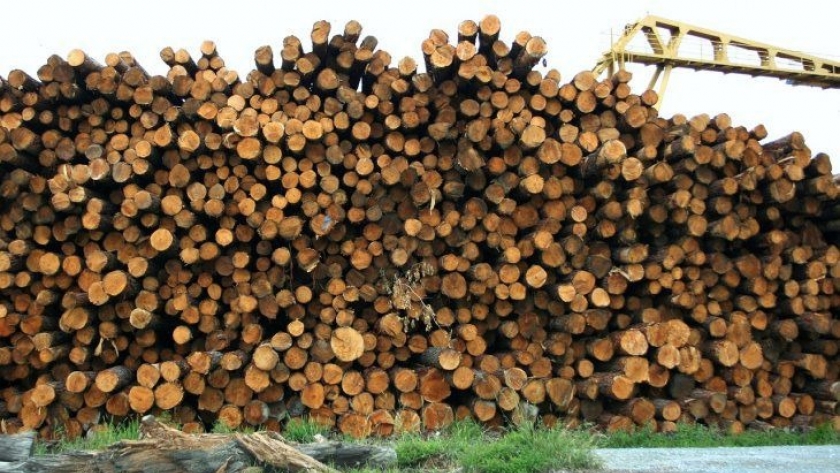 Entidades de la industria forestal se agrupan en una nueva institución