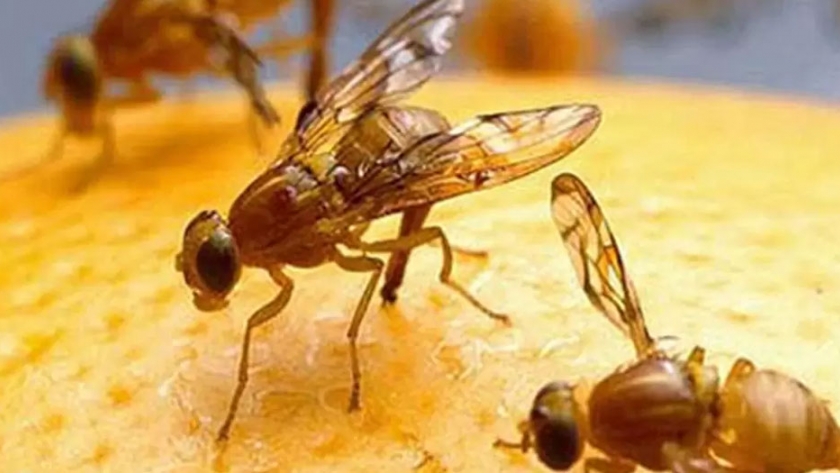 Nueva metodología para combatir la mosca de los frutos