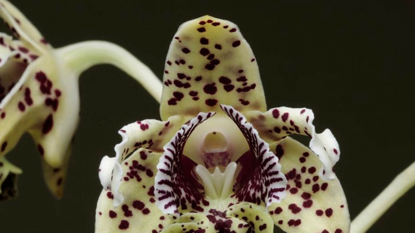 Nueva Guinea atesora la flora isleña más rica del mundo