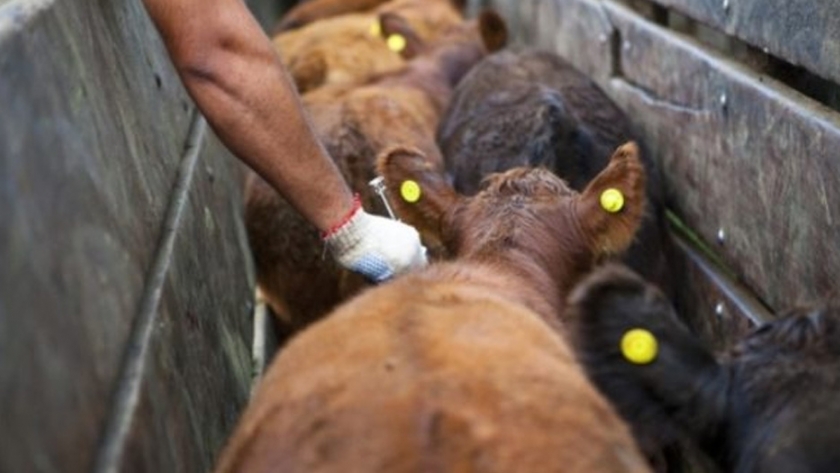 COPROSA reanudará la primera campaña de vacunación contra fiebre aftosa y brucelosis