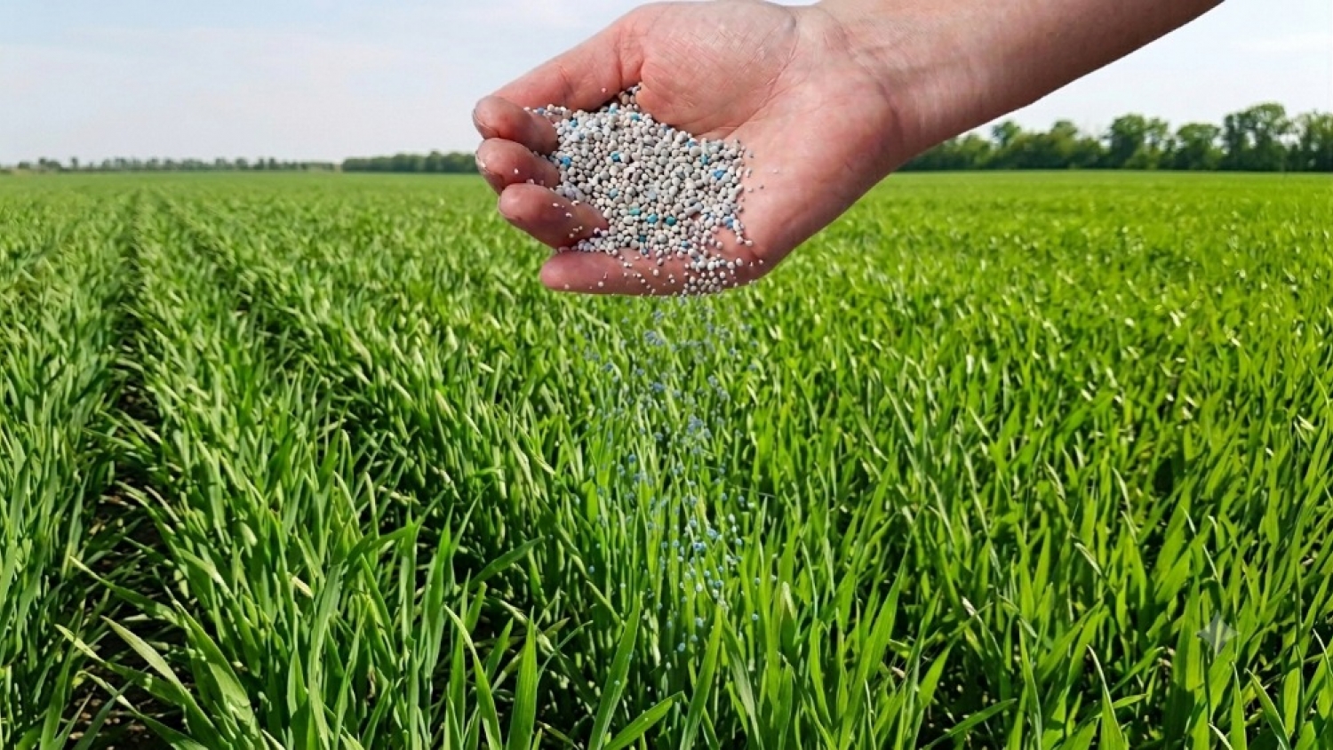 El zinc gana protagonismo en la fertilización de trigo y maíz
