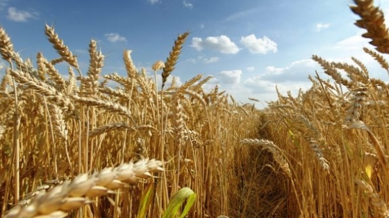 Condiciones climáticas ideales impulsan producción récord de trigo.