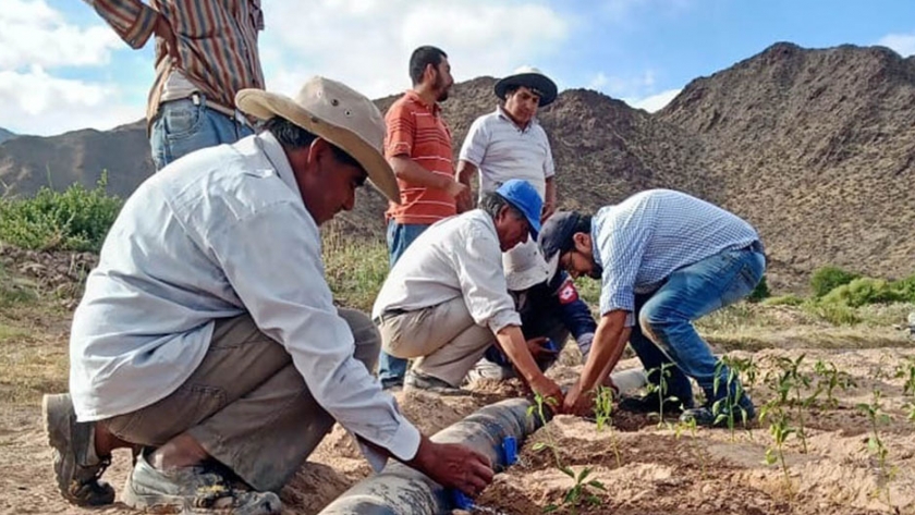 Optimizan la producción de pimiento para pimentón en Cachi con asesoramiento de la Provincia
