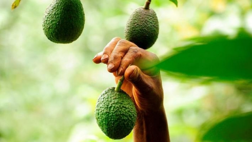 Mejoran el proceso productivo de la palta con certificaciones