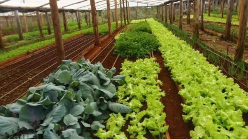 Misiones apuesta a la agricultura sustentable