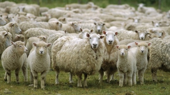 Mujeres hilanderas agregan valor a la producción ovina