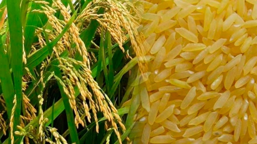 Arroz Dorado: el polémico cultivo transgénico 