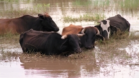 Cómo enfrentar las lluvias: claves del INTA para proteger al ganado ante el exceso hídrico