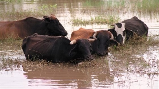 Cómo enfrentar las lluvias: claves del INTA para proteger al ganado ante el exceso hídrico