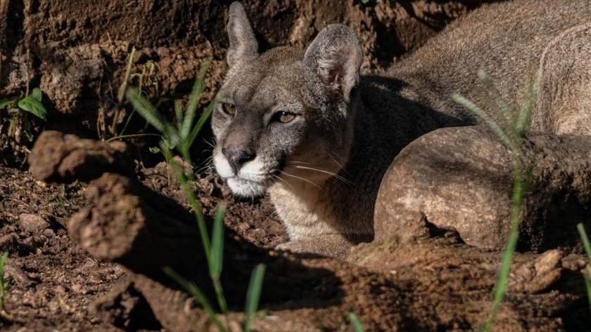 Arranca la diplomatura en manejo de fauna silvestre impulsada por el Ministerio de Ambiente