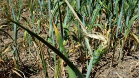 Se intensifican los síntomas de estrés hídrico en trigo y caen nuevamente las proyecciones de producción