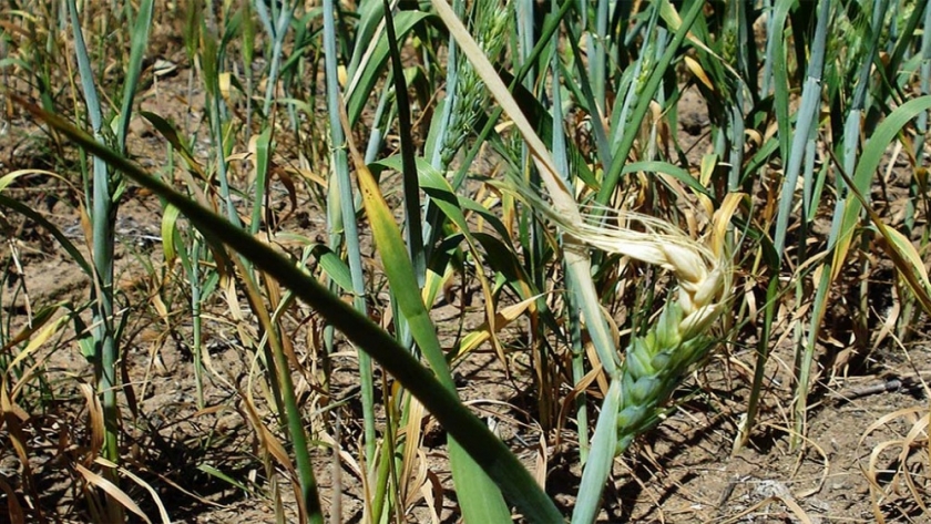Se intensifican los síntomas de estrés hídrico en trigo y caen nuevamente las proyecciones de producción