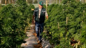 Cannabis medicinal: con una nueva reglamentación, impulsan la producción y facilitan el acceso a la población