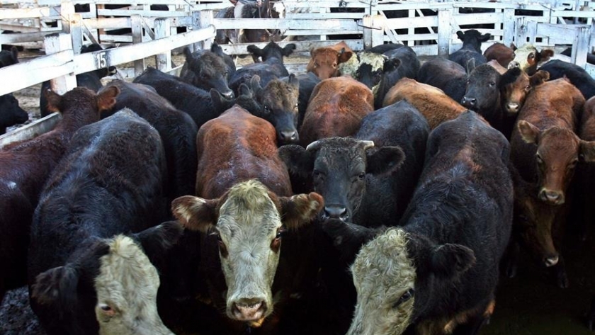 Abril: caída en las exportaciones de carne y subida de precio promedio