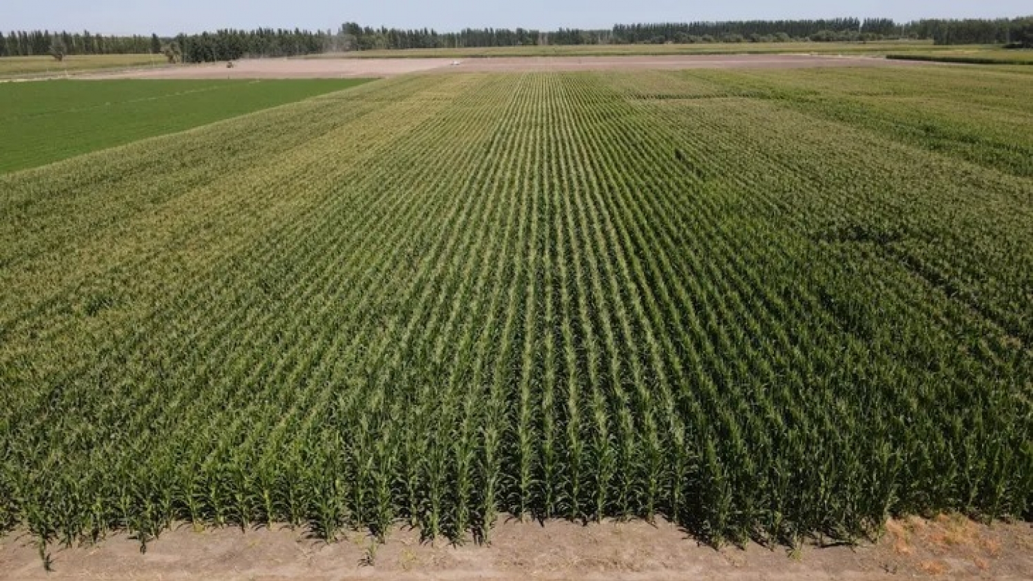 Maíces ultra-precoces: la tecnología que impulsa una nueva frontera agrícola en la Patagonia