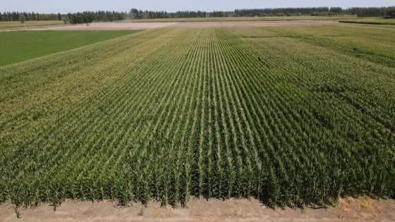 Maíces ultra-precoces: la tecnología que impulsa una nueva frontera agrícola en la Patagonia