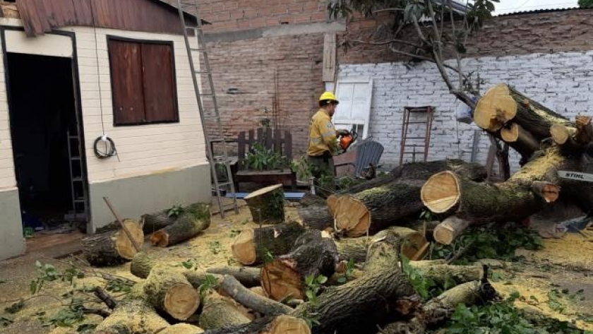 El riesgo de caída obliga a extraer un árbol en Barrio Virgen de la Merced