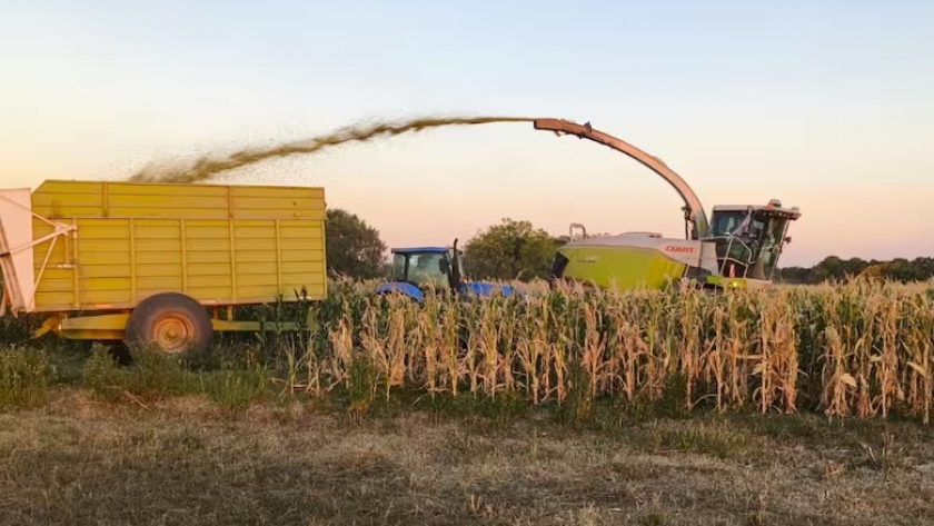 Productores transforman soja y maíz en alimento animal ante la sequía extrema