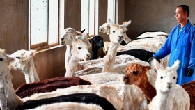 China empieza a exportar prendas de vestir de fibra de alpaca, alerta SNI