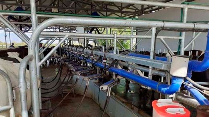 San Juan: un tambo genera biogás y fertilizantes con el desecho de sus vacas