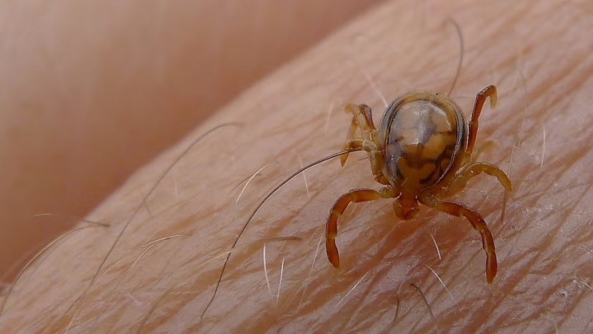 Alerta sanitaria en Entre Ríos: detectan garrapata transmisora de fiebre manchada