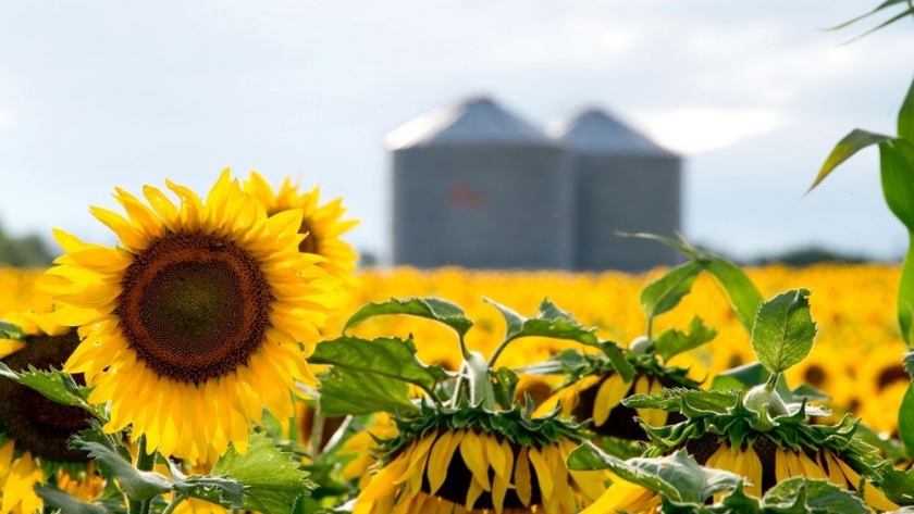 La molienda de girasol creció en septiembre 70% interanual