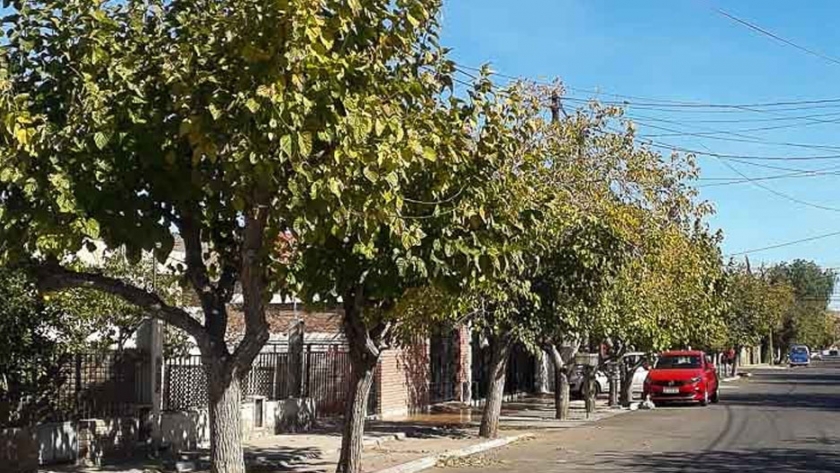 Los árboles brindan numerosos servicios ambientales: estos son los 16 principales