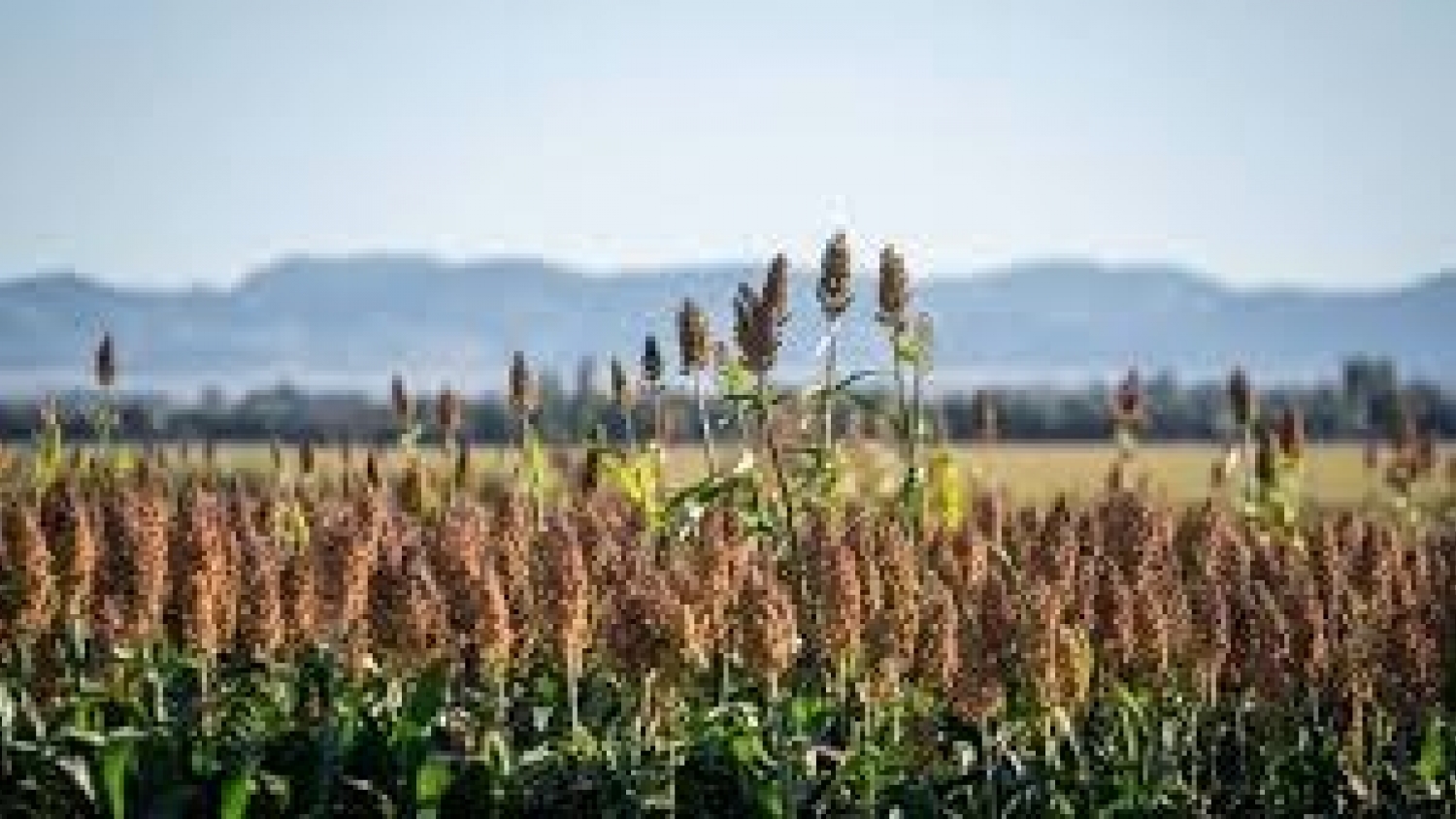 Los sorgos forrajeros ganan terreno en el sudoeste bonaerense por su volumen y calidad nutricional