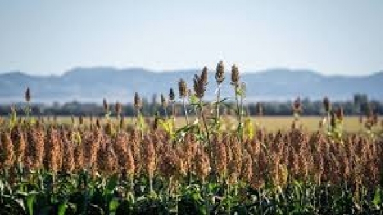 Los sorgos forrajeros ganan terreno en el sudoeste bonaerense por su volumen y calidad nutricional