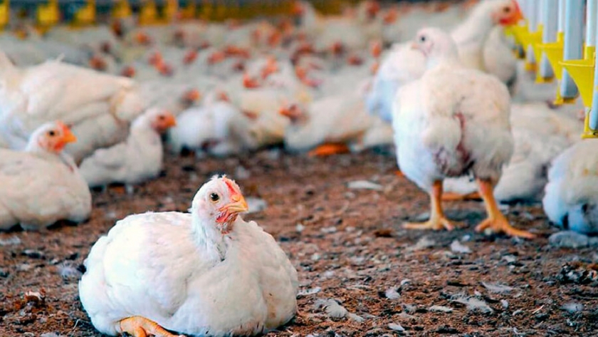 La fortaleza de piernas, un aspecto clave para la producción de aves de corral