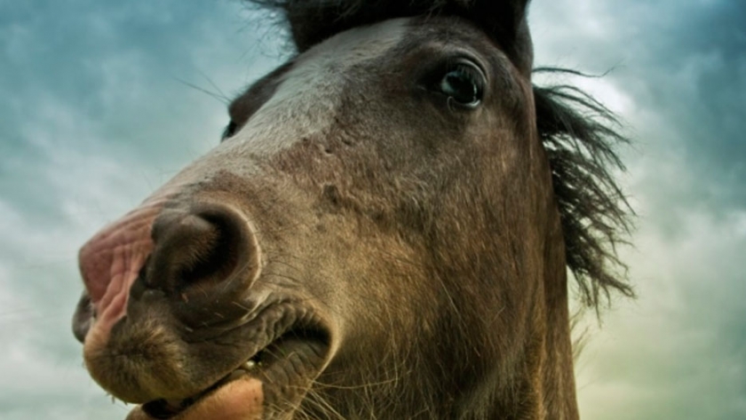Todo bicho que camina va a parar al asador, incluyendo los caballos: En 2019 se faenaron 104 mil ejemplares