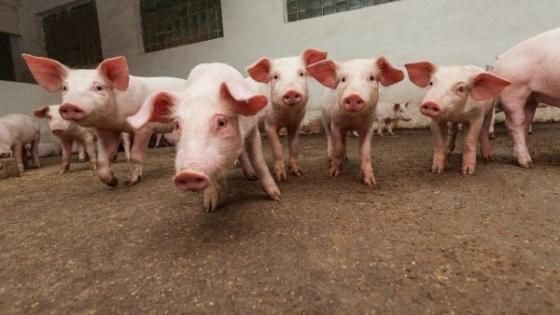<Carne porcina: consumos a niveles récord; los productores denuncian quebrantos