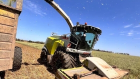 La sequía obliga a los productores del centro-norte de Santa Fe a picar trigo por falta de lluvias