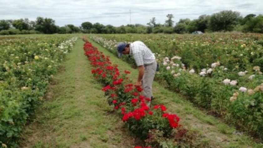 San Luis Agua ya realiza el censo de cultivo