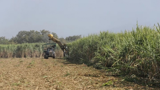 La zafra azucarera acelera en el NOA: ya operan 15 ingenios y la molienda supera 1,7 millones de toneladas