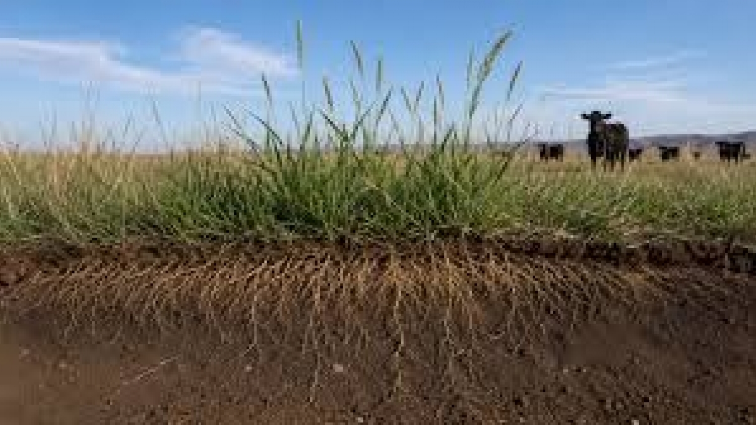El agropiro revela una ventaja clave para la ganadería: raíces que captan más agua y mejoran el suelo.