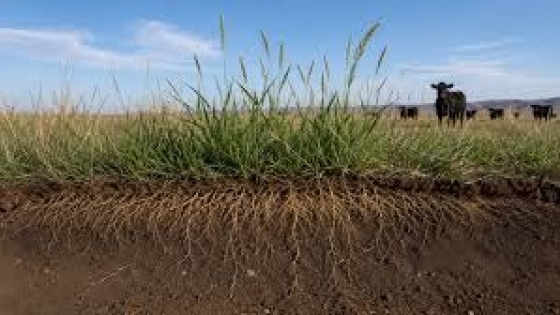 El agropiro revela una ventaja clave para la ganadería: raíces que captan más agua y mejoran el suelo.