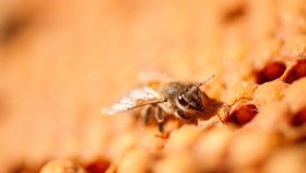 Varroa: multiplican colmenas que se limpian a sí mismas