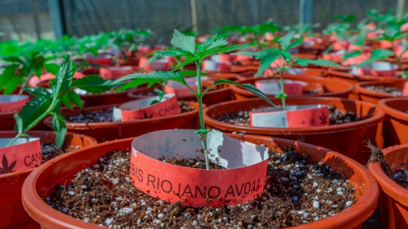 El gobierno de La Rioja busca ofrecer un tratamiento efectivo y seguro con cannabis medicinal